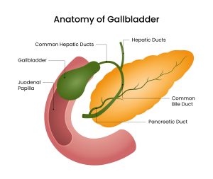 Anatomy of gallbladder