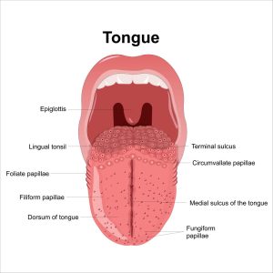 Tongue Anatomy